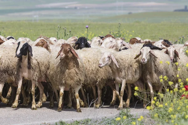 Kudde schapen — Stockfoto