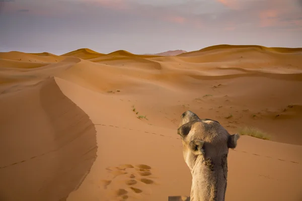 Velbloud v poušti — Stock fotografie