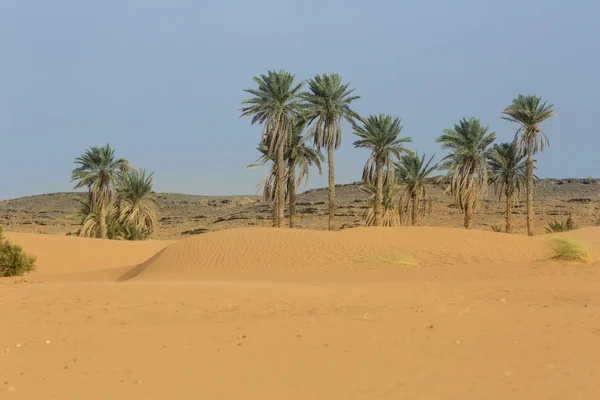 Palmbomen in de woestijn — Stockfoto