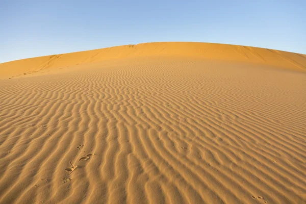 Дюна в пустыне — стоковое фото