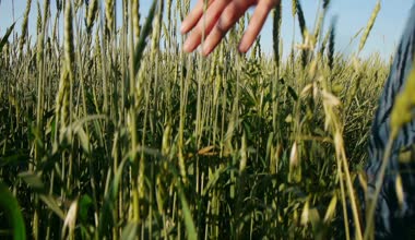 Buğday alanında yürüyen adam