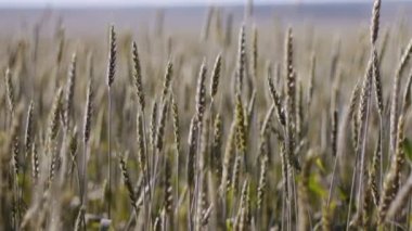 Yazın buğday tarlası