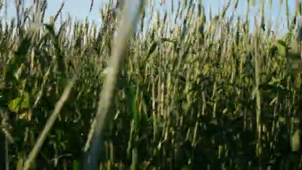 Hombre caminando en campo de trigo — Vídeos de Stock