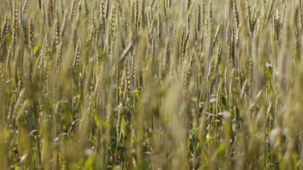 Campo de trigo con viento — Vídeo de stock