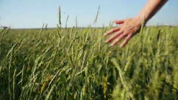 Male hand touching wheat — ストック動画