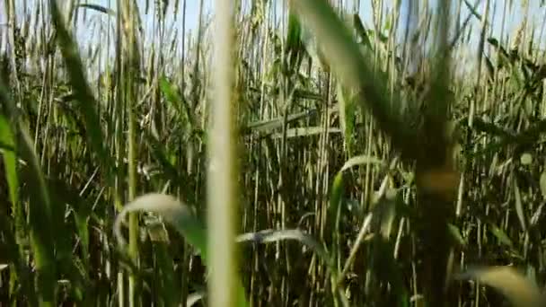 Vista panorámica del campo de trigo — Vídeo de stock