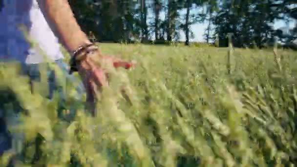 Чоловіча рука торкається жита — стокове відео