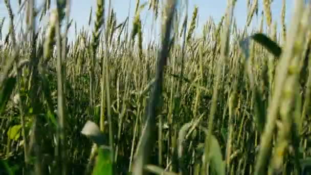 Vista panoramica del campo di grano — Video Stock