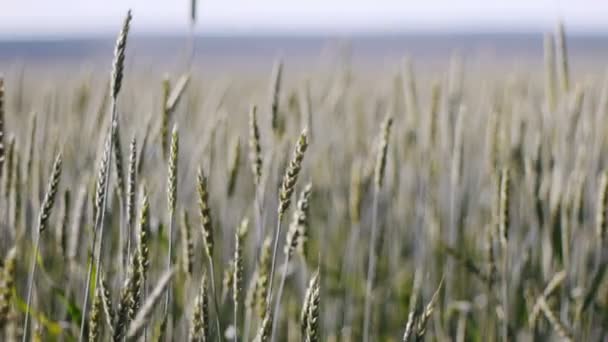 Buğday alanıyla rüzgarlı — Stok video