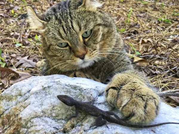 Katze mit Eidechse — Stockfoto