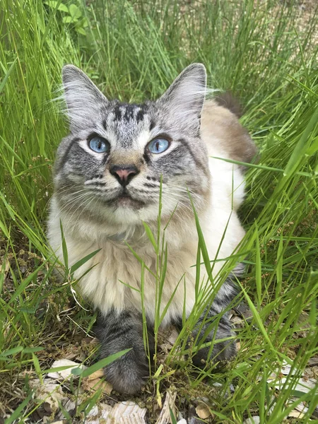 Blue Eyed Cat in Grass — Stockfoto