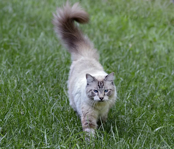 Schöne blauäugige Katze, die im Gras geht — Stockfoto