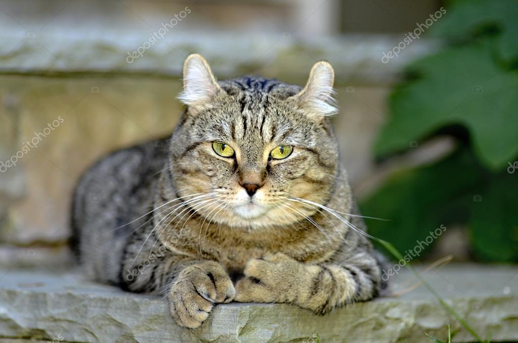 Highland Lynx Cat Resting — Stock Photo © noonie #54614101