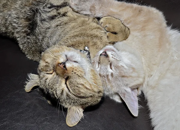 Gatos dormindo um Lynx Highlander e um siamês-balinês — Fotografia de Stock