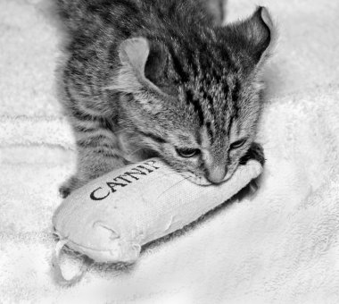 Catnip oyuncakla oynamak sevimli Highlander Lynx yavru kedi