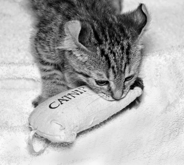 Um lindo Highlander Lynx Kitten brincando com Catnip Toy — Fotografia de Stock