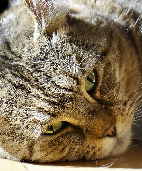 Expressão facial do gato — Fotografia de Stock