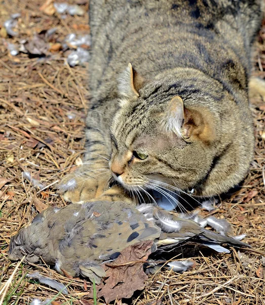 Katze mit einem Vogel — Stockfoto