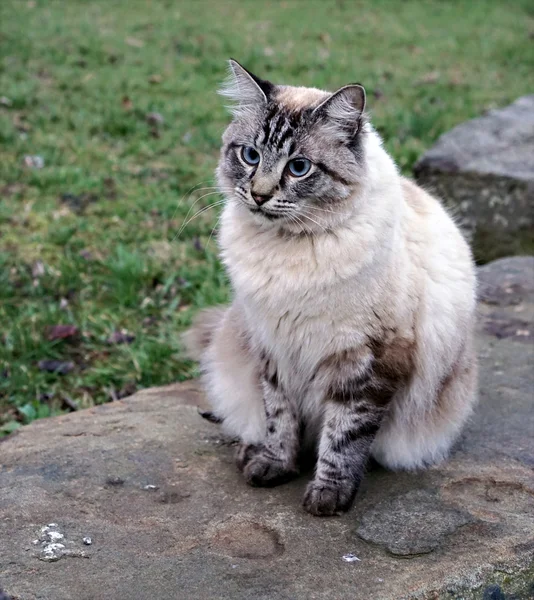 Niedliche Katze mit verängstigtem Gesichtsausdruck — Stockfoto