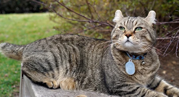 Highland Lynx kočka s roztomilý výraz — Stock fotografie