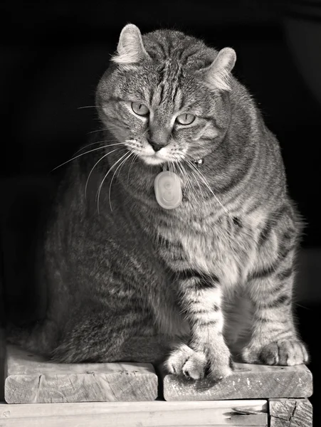 Gato curioso bonito — Fotografia de Stock