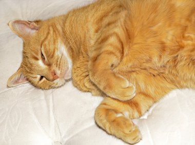 Uykulu turuncu kedi 