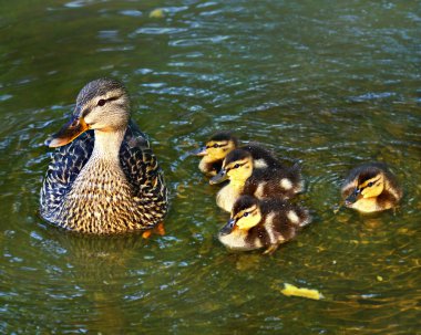 Yeşilbaş ve ördek yavrusu