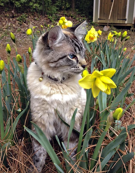 Katze im Garten mit Narzissen — Stockfoto