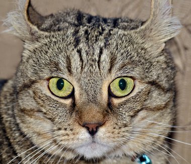 Kedi geniş gözlü ifade