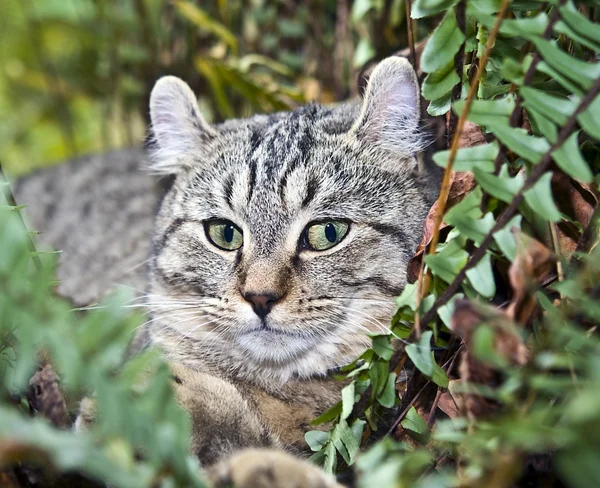 Cat in a Fern — Stock Photo, Image