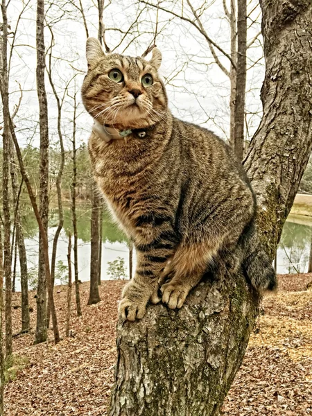 Highland lodjur katt i träd — Stockfoto