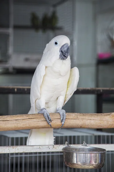 Blanco lindo loro —  Fotos de Stock