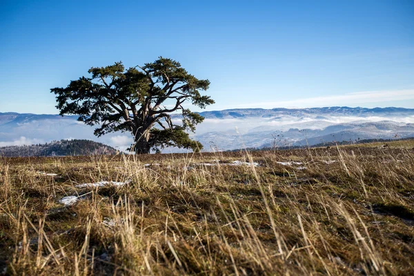 Ett träd på natur — Stockfoto