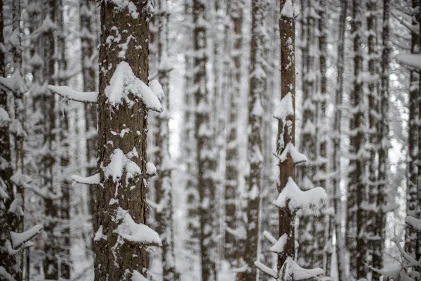 Árboles bajo la nieve — Foto de Stock