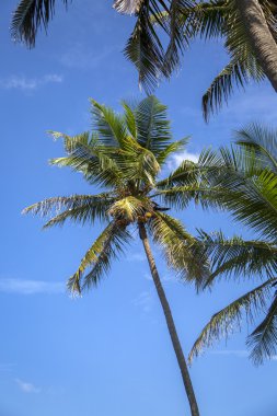 Varkala Hindistan, avuç içi