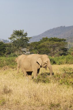 Filler Chiang Mai