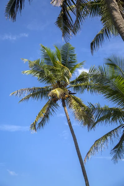 Palmeras en Varkala en la India — Foto de Stock