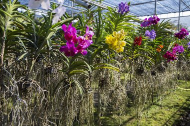 Bai orkide ve kelebek çiftliği
