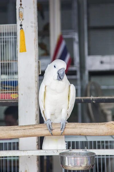 Papagaio branco na gaiola — Fotografia de Stock