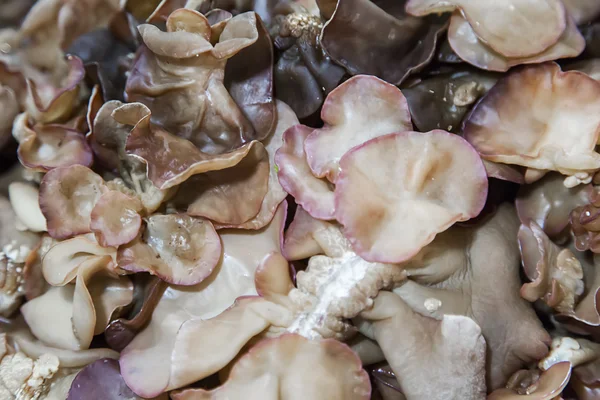 Cogumelos ostra no mercado — Fotografia de Stock