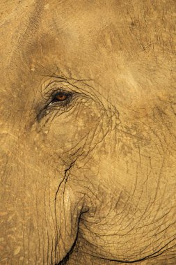 Filin gözünü kapat