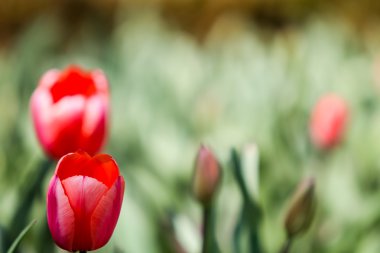 Tarlada lale çiçekleri