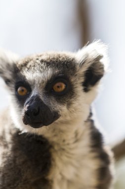 Ring-tailed lemur başkanı 