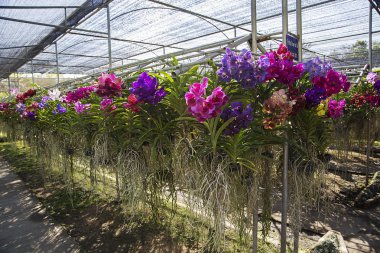 Bai orkide ve kelebek çiftliği