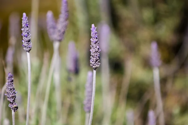 Lavendel (lavandula dentata)) — Stockfoto