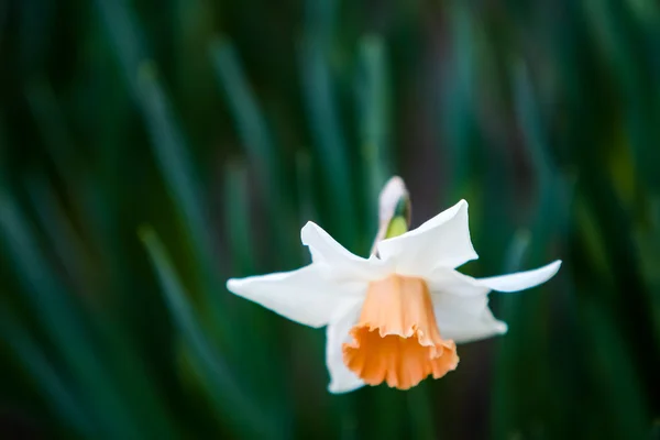 Flor branca de um narciso — Fotografia de Stock