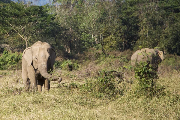 Elefant im chiang mai — Stockfoto