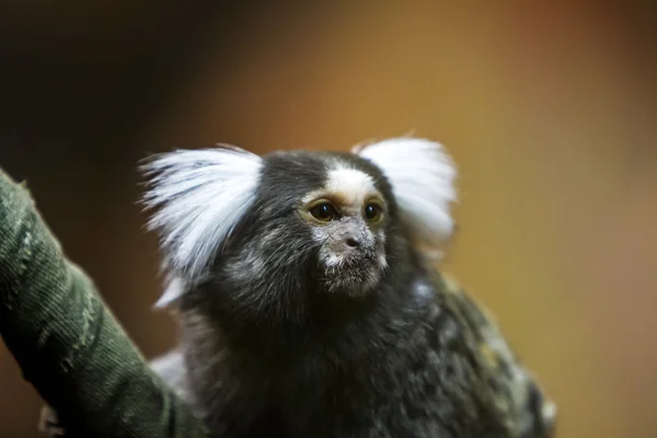 Marmoset común en una rama — Foto de Stock