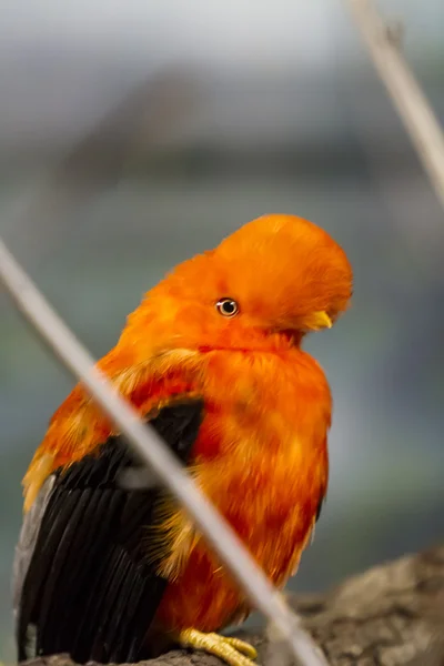 Gallo andino de la roca — Foto de Stock