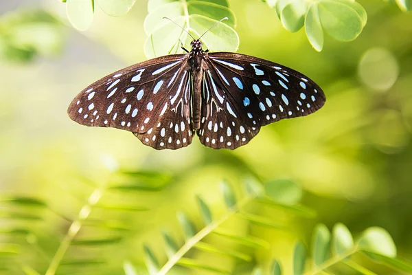 白蘭から蝶 — ストック写真